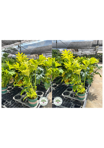 Philodendron Bipinnatifidum Schott Ex Endl. Philodendron Bipinnatifidum Schott Ex Endl.