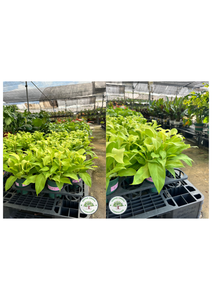 Philodendron 'Gold' Philodendron 'Gold'