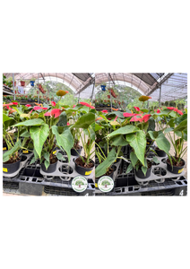 Anthurium Andraeanum Linden Ex André 'Red' Anthurium Andraeanum Linden Ex André 'Red'