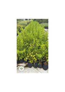 Euphorbia Tithymaloides L. Euphorbia Tithymaloides L.