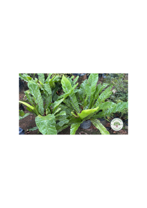Asplenium Nidus L. Var. Nidus Asplenium Nidus L. Var. Nidus