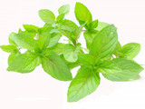 Peppermint Therapeutic Essential Oil