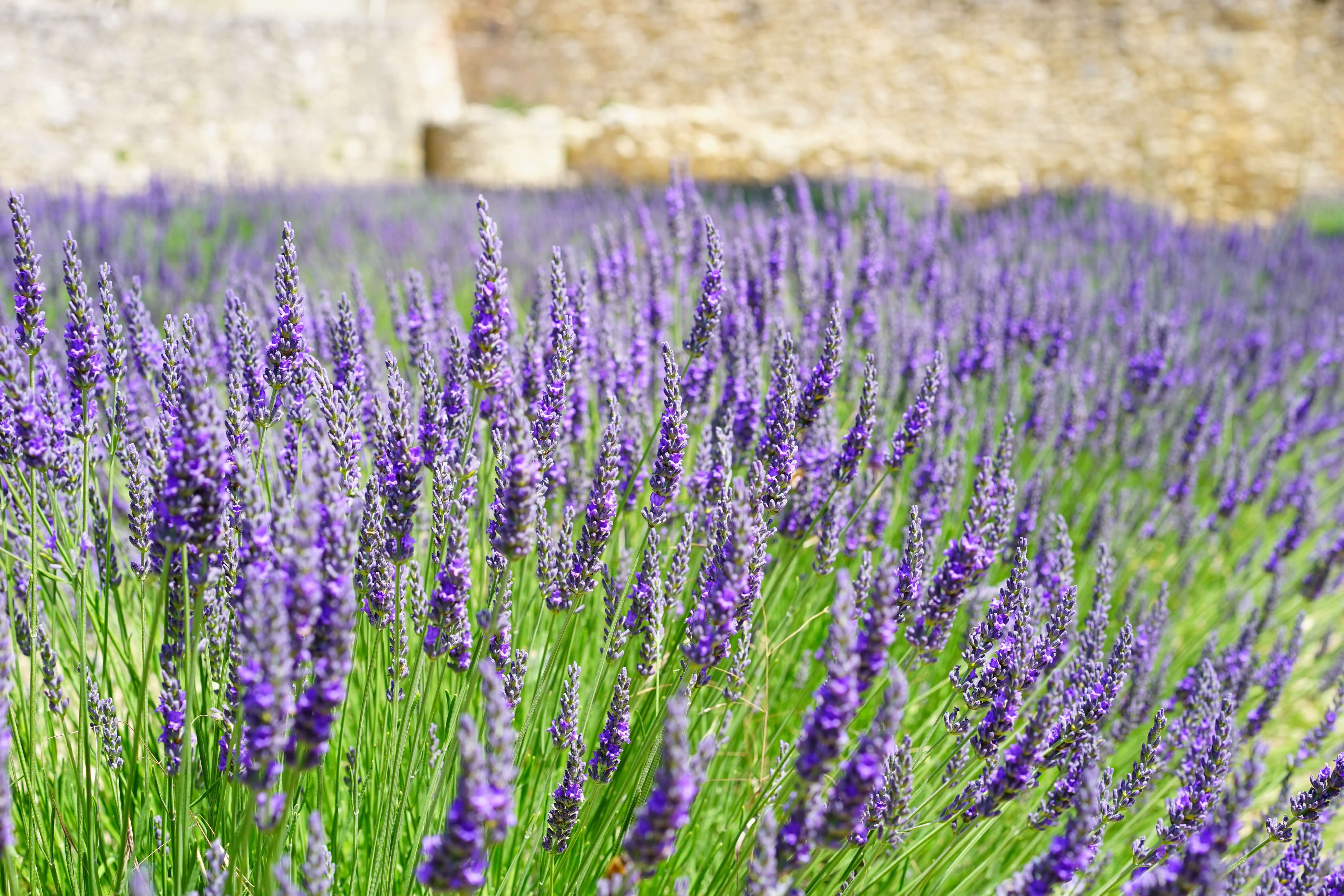 Lavender- Fine Essential Oil