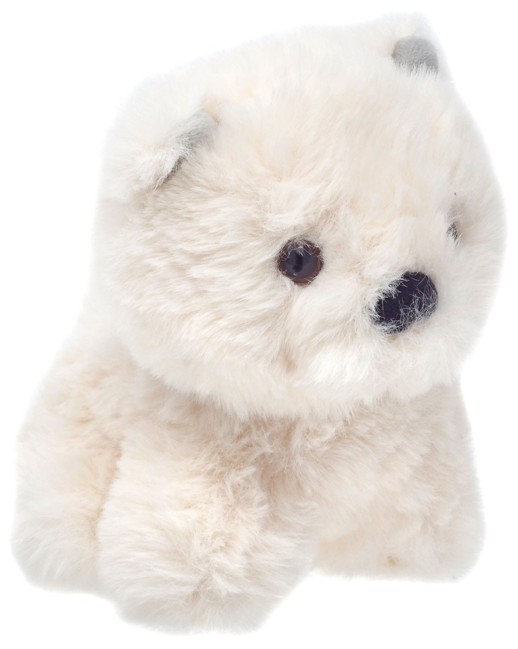 white dog teddy