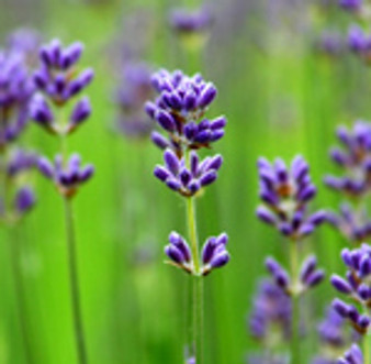 French Lavender Essential Oil