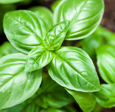 Basil Organic Essential Oil