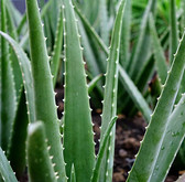 Aloe Vera Carrier Oil