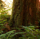 Cedarwood Himalayan Essential Oil