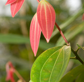 Cinnamon Leaf Essential Oil