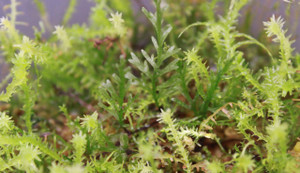 Crepidomanes sp. "Andaman Islands"