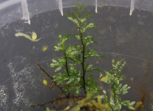 Hymenophyllum sp.  "Java"