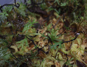 Crepidomanes sp. "Borneo"