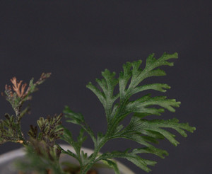 Crepidomanes sp. "Gigant"