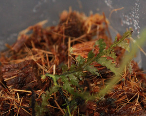 Didymoglossum kraussii