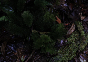 Abrodictyum cf. idoneum