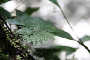 Crepidomanes bipunctatum "Fakfak"