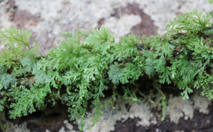 Crepidomanes humile "Fakfak"