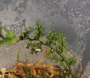 Hymenophyllum sp. "Pasochoa"