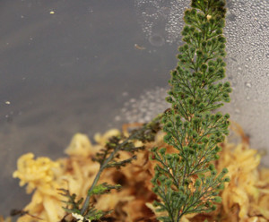 Hymenophyllum sp. "Ecuador Hairy"