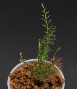 Abrodyctium pluma "Kinabalu"