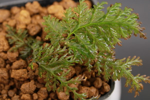 Vandenbischia  sp. "Ecuador"