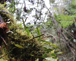 Lepisorus sp. "Mt. Poga"