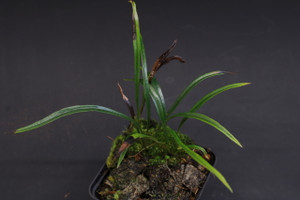 Elaphoglossum lanceolatum