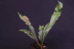 Asplenium sp. "red"