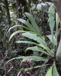 Asplenium amboinense