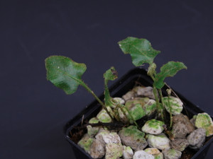 Elaphoglossum cf. deltoideum