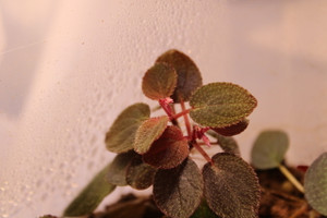 Sonerila sp. "Thailand"