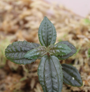 Phyllagathis  cf. elliptica