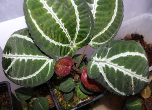 Cyanandrium guttatum (syn. Phyllagathis guttata)