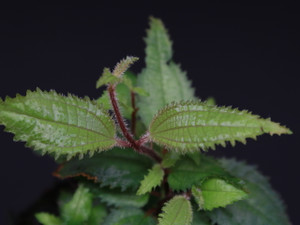 Miconia sp. "Ecuador"