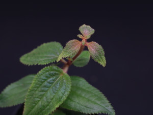 Miconia sp. "Panama Red"