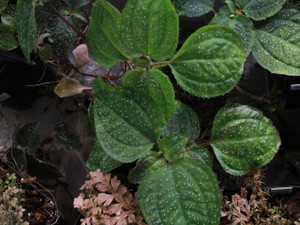 Calvoa sessiliflora