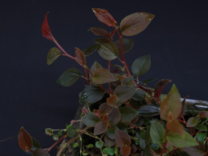 Peperomia sp. "Red Ecuador"