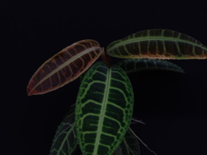 Emblemantha urnulata "Green"