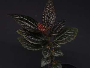 Pilea sp. "Ecuador Red"