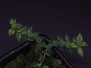 Freycinetia elegantula