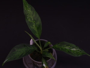 Schismatoglottis sp. "Borneo"