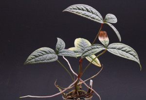 Anthurium arisaemoides
