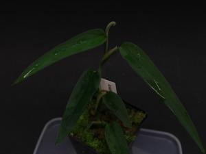 Anadendrum sp. "Borneo"