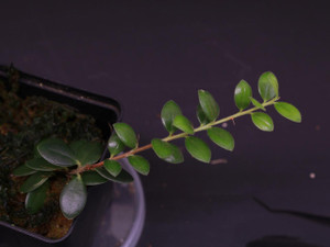  Disterigma cf. ecuadorense 