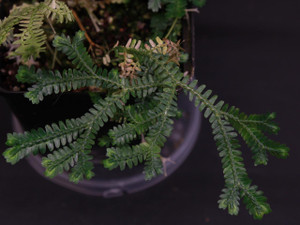  Selaginella sp. "Borneo" 