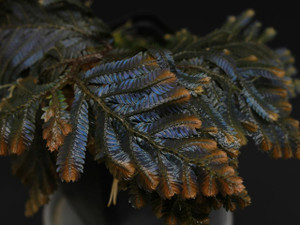  Selaginella(syn. Didiclis) megalura 