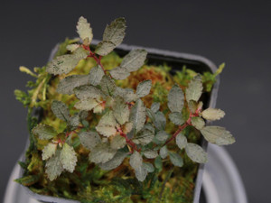  Triolena pileoides seedlings 