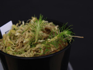  Phlegmariurus wilsonii 