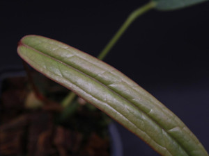  Anthurium sp. "Pastaza" 