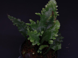  Leptochilus sp. "Malaysia" 